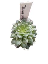 Planta Suculenta Echeveria Sweet Flame Planta Suculenta Echeveria Sweet Flame