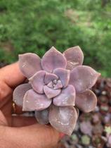 Planta Suculenta Graptoveria Snow White