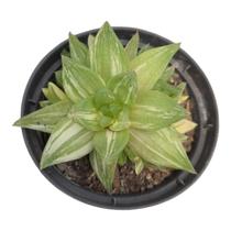 Planta Suculenta Haworthia Cymbiformis Variegata Planta Suculenta Haworthia Cymbiformis Variegata