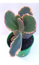 Planta Suculenta Kalanchoe Fantasma(pote 6)