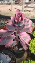 Planta Suculenta Kalanchoe Fantasma Variegata