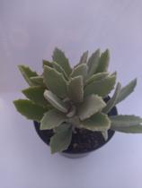 Planta Suculenta Kalanchoe Milotti Planta Suculenta Kalanchoe Milotti