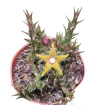 Planta SUCULENTA ORBEA DUMERII ( sem flor) - Suculentas e Cia Sc