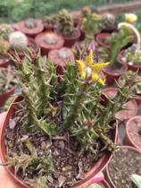Planta Suculenta Orbea Dummeri Amarela De Coleção Rara Planta Suculenta Orbea Dummeri Amarela De Coleção Rara