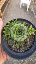 Planta Suculenta OROSTACHYS MINUTUS Planta Suculenta OROSTACHYS MINUTUS