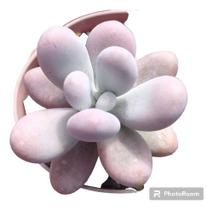 Planta Suculenta Pedra Da Lua Planta Suculenta Pedra Da Lua