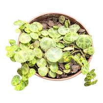 Planta Suculenta Pendente Colar De Tartaruga