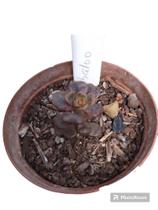 Planta Suculenta Sedum Adria Bubaloo (peq)