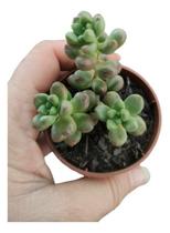 Planta Suculenta Sedum Crocodile Muda Pote 6