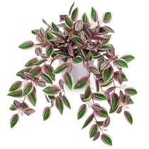 Planta suspensa artificial de melancia e peperomia rosa brilhante