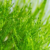 Planta Taxiphyllum Barbieri Musgo De Java- Chácara Takeyoshi