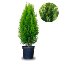 Planta Tuia Holandesa Ótimo para Pinheirinho DE Natal Com Vaso 80cm a 100 cm Altura