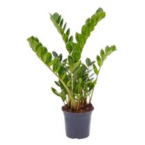 Planta Zamioculca 50cm - AgroJardim