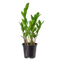 Planta Zamioculca Mini - AgroJardim