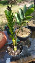 Planta Zamioculca verde - Suculenta e Cia