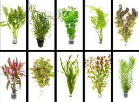 Plantas Aquáticas Vivas para Aquário de Água Doce Surmen Legacy 25+ Ramos Plantas Aquáticas Vivas para Aquário de Água Doce Surmen Legacy 25+ Ramos