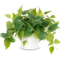 Plantas artificiais JPSOR Indoor com vasos de cerâmica Pothos White