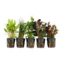 Plantas de Aquário Surmen Legacy 5 Plantas Vivas Sortidas em Vasos Plantas de Aquário Surmen Legacy 5 Plantas Vivas Sortidas em Vasos
