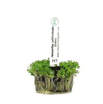 Plantas Hemianthus Callitrichoides Chácara Takeyoshi