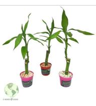 Plantas Naturais 3 Bambu Da Sorte Natural Boas Vibrações Top