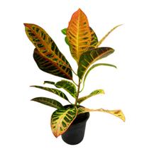 Plantas Naturais Muda Croton Petra Folhas Coloridas Com Vas