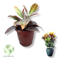 Plantas Naturais Muda Croton Petra Folhas Coloridas Com Vaso