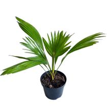 Plantas Naturais Muda Palmeira Leque Mirim Linda E Saudável - O Mundo Verde