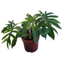 Plantas Naturais Philodendron Mayoi Rara P/ Colecionadores