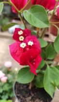 Plantinhas de Primaveiras Bougainville Plantinhas de Primaveiras Bougainville