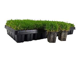 Plugues de grama Zoysia 50 unidades grandes, tolerantes à seca