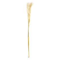 Pluma Capim dos Pampas Seco Artificial 140 cm Natural F04 - D'Rossi