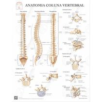 Poster Anatomia coluna vertebral - Body Scientific