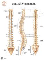 Pôster Anatomia da Coluna Vertebral