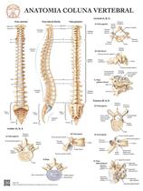 Pôster Anatomia Detalhada da Coluna Vertebral