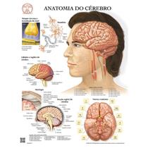 Pôster Anatomia do Cérebro Pôster Anatomia do Cérebro