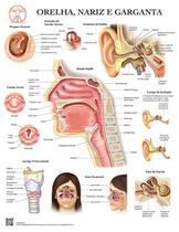 Pôster Anatomia do Ouvido, Nariz e Garganta