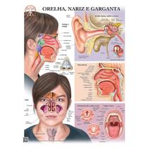 Pôster Anatomia do Ouvido, Nariz e Garganta com Detalhes da Faringe e Laringe