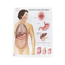Pôster Anatomia do Sistema Digestório