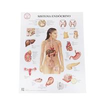 Pôster Anatomia do Sistema Endocrino