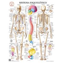 Pôster Anatomia do Sistema Esquelético