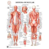 Pôster Anatomia do Sistema Muscular