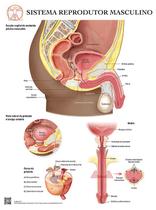 Pôster Anatomia do Sistema Reprodutor Masculino