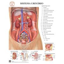 Pôster Anatomia do Sistema Urinário