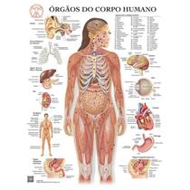 Pôster Anatomia dos Órgãos do Corpo Humano
