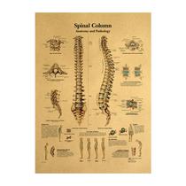 Pôster: anatomia humana, diagrama da coluna vertebral, 42x30cm, parede sem moldura A