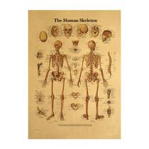 Pôster com impressão de arte de parede sem moldura Human Anatomy 42x28,5 cm Pôster com impressão de arte de parede sem moldura Human Anatomy 42x28,5 cm