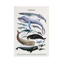 Pôster De Animais Marinhos: Baleia, Tubarão, Tartaruga, Polvo, Peixe, Concha - Pintura Em Tela Para