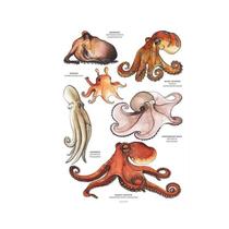 Pôster De Lona HD Polvo Tubarão Baleia Escandinavo Simples Arte De Parede Para Decoração De Quarto E