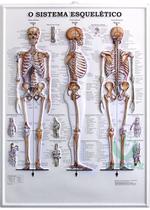 Pôster Sistema Esquelético 3D em Alto-Relevo