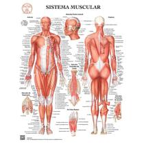 Pôster Sistema Muscular - Body Scientific